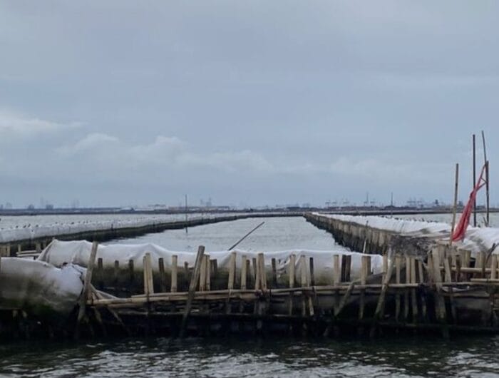 Pagar laut sepanjang lima kilometer milik PT Tunas Ruang Pelabuhan Nusantara (TRPN) membentang di perairan Kampung Paljaya, Tarumajaya, Kabupaten Bekasi, Jawa Barat.(ACHMAD NASRUDIN YAHYA/KOMPAS.com)
