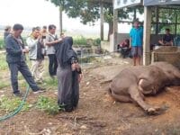 turbo, sapi kurban milik Presiden RI, Prabowo Subianto yang mati mendadak