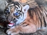 Riski dan Lestari adalah anak harimau yang lanir di aman Marga Satwa Budaya Kinantan (TMSBK) Bukittinggi.