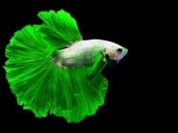 Ikan cupang punya dua alat bantu pernapasan selain insang.