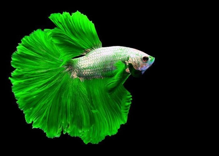 Ikan cupang punya dua alat bantu pernapasan selain insang.