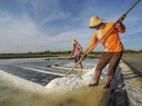 Ilustrasi: petani garam