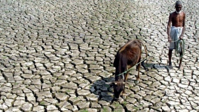 ilustrasi: sawah kekeringan