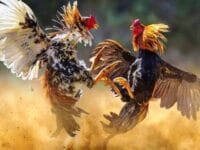 Ilustrasi: judi sabung ayam