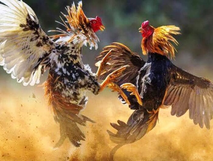 Ilustrasi: judi sabung ayam
