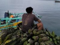 TERISOLASI. Warga pulau Enggano, bengkulu sedang menunggu kapal untuk mengangkut pisang yang merupakan hasil bumi mereka. Sudah empat bulan, warga Enggano terisolasi akibat krisis transportasi laut.