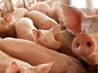 Ilustrasi: Babi