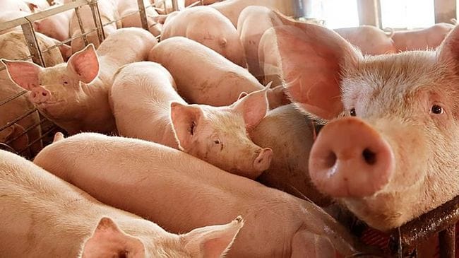 Ilustrasi: Babi