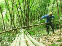 Ilustrasi: seorang warga menebang pohon bambu.