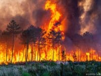 ilustrasi: kebakaran hutan di Sulsel