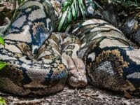 Ilustrasi: Ular Piton.