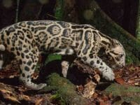 Macan dahan sunda salah satu kucing lokal Indonesia yang sudah terancam punah. Meskipun bernama macan, dia tetaplah kucing dan tidak bisa mengaum.