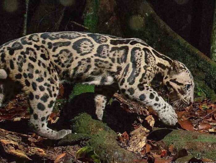 Macan dahan sunda salah satu kucing lokal Indonesia yang sudah terancam punah. Meskipun bernama macan, dia tetaplah kucing dan tidak bisa mengaum.