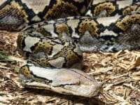 Ilustrasi: gambar ular piton yang mulai bermunculan di permukiman warga.