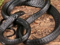 Ular pohon atra, spesies ular baru yang ditemukan di Papua Nugini.