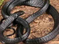 Ular pohon atra, spesies ular baru yang ditemukan di Papua Nugini.