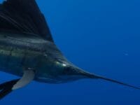 MERKURI. Ikan Todak atau swordfish adalah salah satu jenis ikan yang mengandung merkuri berlebih. Hati-hati mengkonsumsinya secara berlebihan.