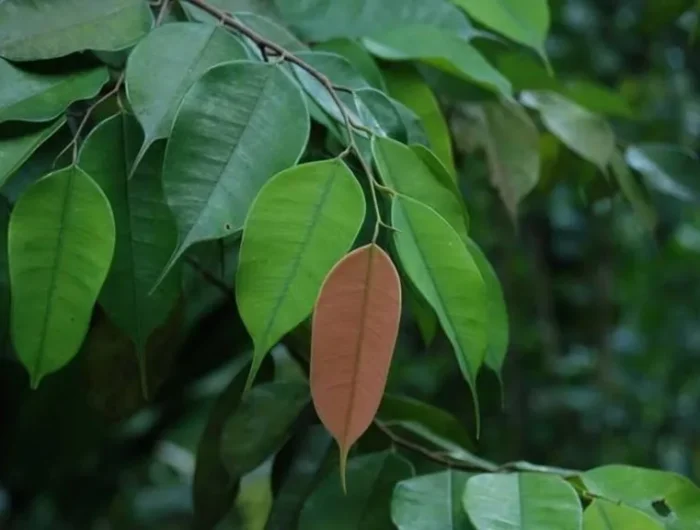Daun tanaman karuf atau dryobalanops aromatica yang disebut dalam Al-Quran