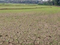 KERING. Hamparan sawah di Kabupaten Sinjai yang kekeringan akibat kemarau. Pemerintah berupaya melindungi petani tadah hujan di Sinjai dengan menyediakan mesin pompa.