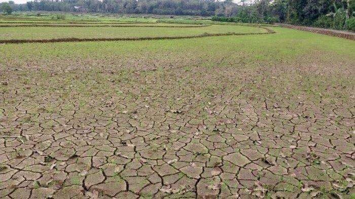 KERING. Hamparan sawah di Kabupaten Sinjai yang kekeringan akibat kemarau. Pemerintah berupaya melindungi petani tadah hujan di Sinjai dengan menyediakan mesin pompa.