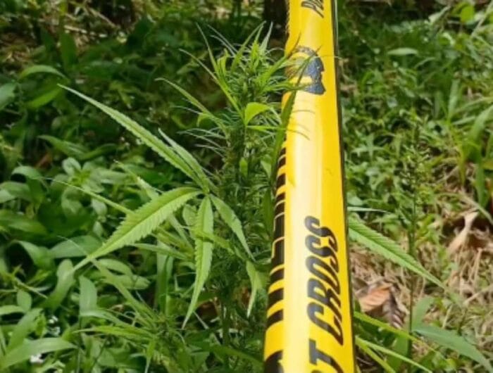 Kebun Ganja di Kecamatan Kindang, Kabupaten Bulukumba.