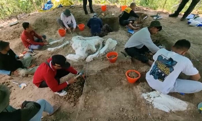 PURBA. Proses penggalian gajah purba raksasa di Nhanjuk.