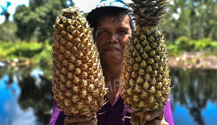 Ilustrasi: buah nanas