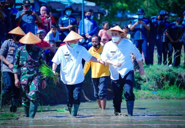 BENIH. Bupati Pangkep HM Yusran Lalogau meluncurkan program "Pangkep Sejahtera" sekaligus memperkenalkan benih padi jenis IR42 kepada masyarakatnya, pada 2021, lalu.