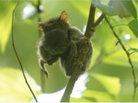 KONSERVASI. Tari, anak seekor tarsius yang baru saja lahir di kandang TN Bantimurung-bulusaraung.