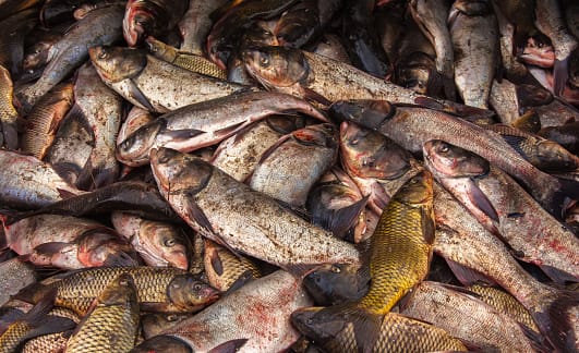 Ilustrasi Illegal fishing