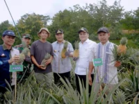 DISELIDIKI. Pj gubernur Sulsel, Bachtiar Baharuddin saat menghadiri acara panen nanas di Desa Jangan-Jangan, Kabupaten Barru, tahun lalu. Bachtiar kini terseret dugaan korupsi bibit nanas di Barru senilai Rp60 miliar.