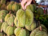 Ilustrasi: Durian