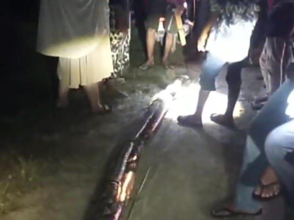 BAHAYA. Warga melumpuhkan ular piton yang sempat menggigit dan melilit seorang wanita di Kabupaten Maros.