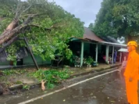 CUACA BURUK. Sejumlah rumah rusak tertimpa pohon di Makassar akibat cuaca buruk. BMKG memprediksi Makassar, Maros dan Gowa berstatus siaga dalam dua hari ke depan.