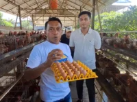 Bupati Sidrap, Syahruddin Alrif memperlihatkan peternakan unggas yang ada di Kabupaten Sidrap.