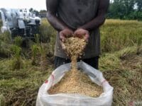 Ilustrasi: gabah petani