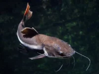 Ilustrasi: Ilkan lele