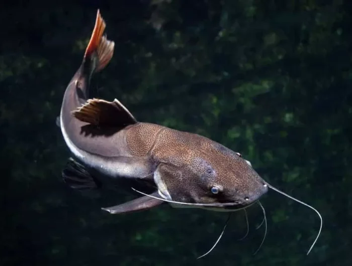 Ilustrasi: Ilkan lele