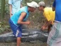 Warga melakukan evakuasi seekor lumba-lumba di Kabupaten Maros.