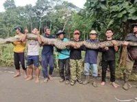 Ular Piton dengan panjang 7,9 meter dan bobot 98 kilogram di Kabupaten Maros memecahkan rekor ular terpanjang di dunia.
