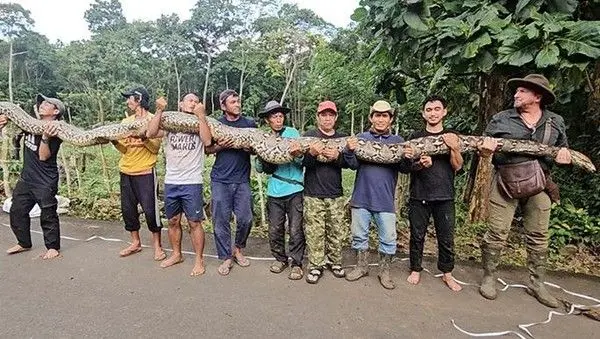 Ular Piton dengan panjang 7,9 meter dan bobot 98 kilogram di Kabupaten Maros memecahkan rekor ular terpanjang di dunia.