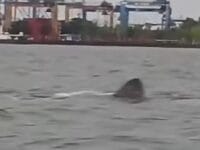 AMAN. Rekaman layar gambar sirip ikan hiu yang berkeliaran di perairan laut Makassar, beberapa waktu lalu.