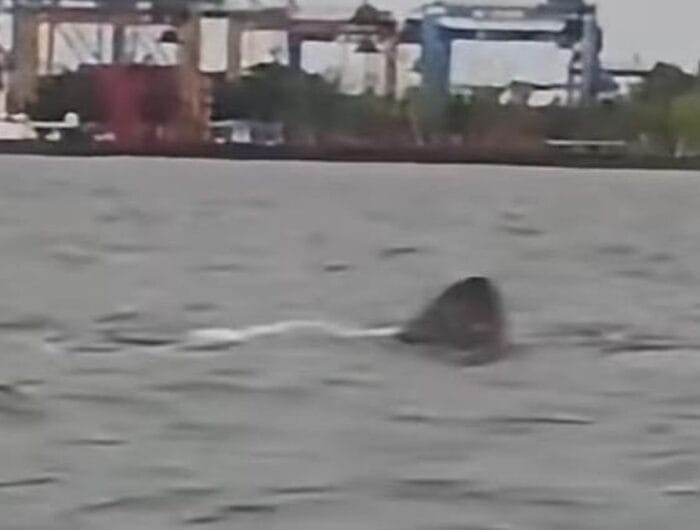 AMAN. Rekaman layar gambar sirip ikan hiu yang berkeliaran di perairan laut Makassar, beberapa waktu lalu.