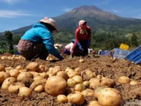 Ilustrasi: pertanian kentang