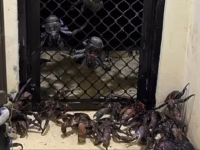 DILINDUNGI. Badan Karantina Makassar mengamankan 53 ekor kepiting kenari. Satwa dilindungi ini diduga diselundupkan pemudik melalui pelabuhan Makassar.