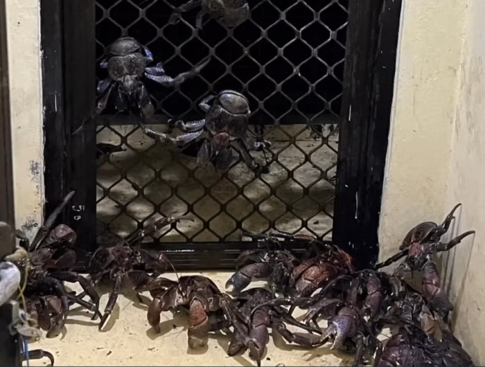 DILINDUNGI. Badan Karantina Makassar mengamankan 53 ekor kepiting kenari. Satwa dilindungi ini diduga diselundupkan pemudik melalui pelabuhan Makassar.